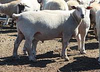 Canadian Arcott Sheep